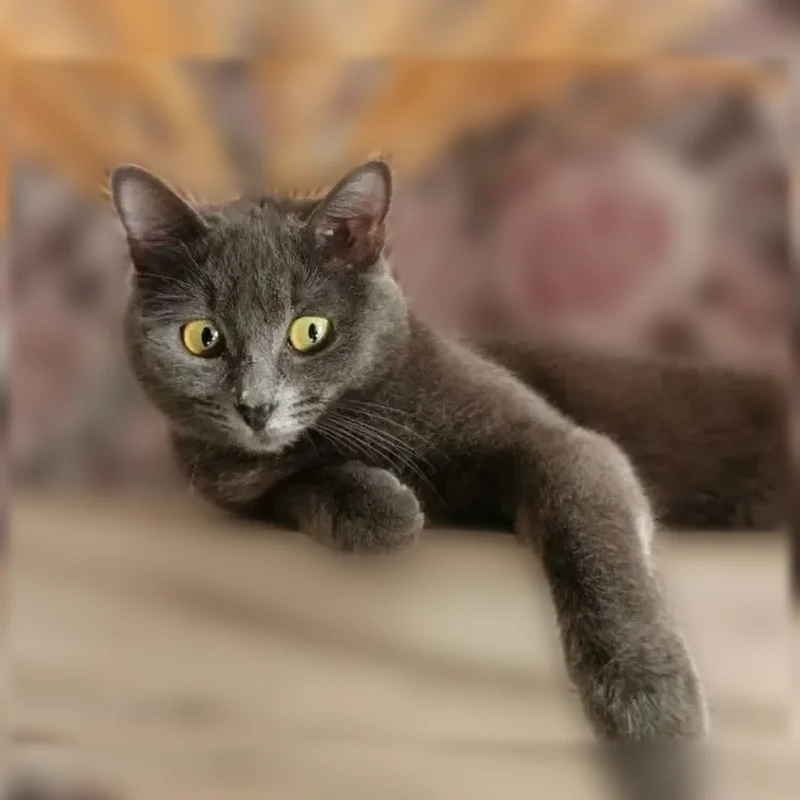 Пропала кошка, Очер, Ленина, д. 153, Очёр — серая, выбежала из подъезда - photo
