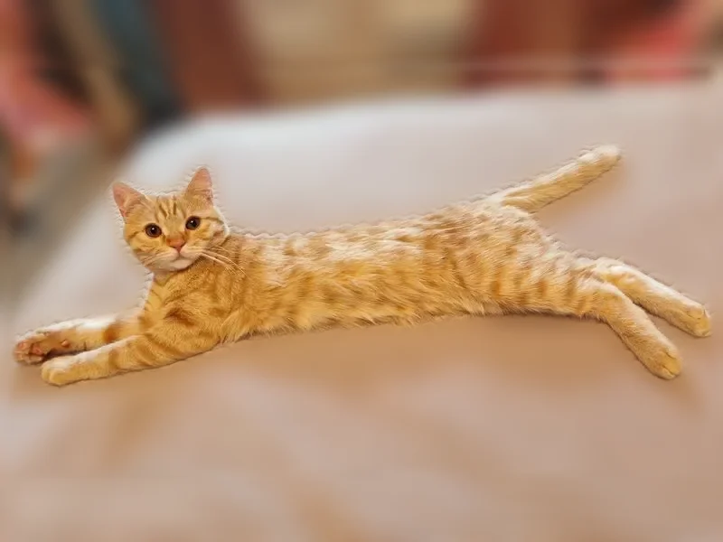 Пропала кошка, Пермь, Котовского, д. 2 — ласковая, 8 месяцев - photo