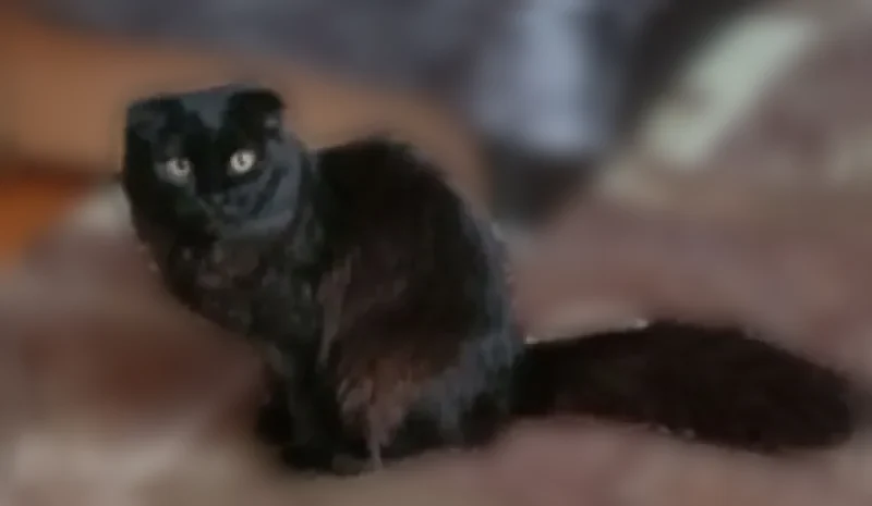 Пропала кошка, Аша, Ленина, д. 41А — Соня, вислоухая чёрная кошка с длинным пушистым хвостом - photo