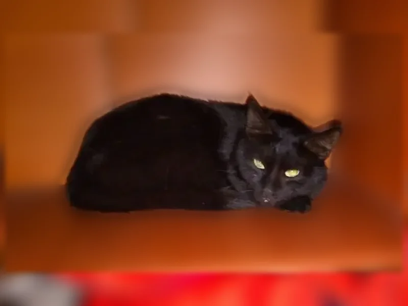 Пропала кошка, Большой В.О., д. 52/15 А, Санкт-Петербург — черная, с коричневым ошейником - photo
