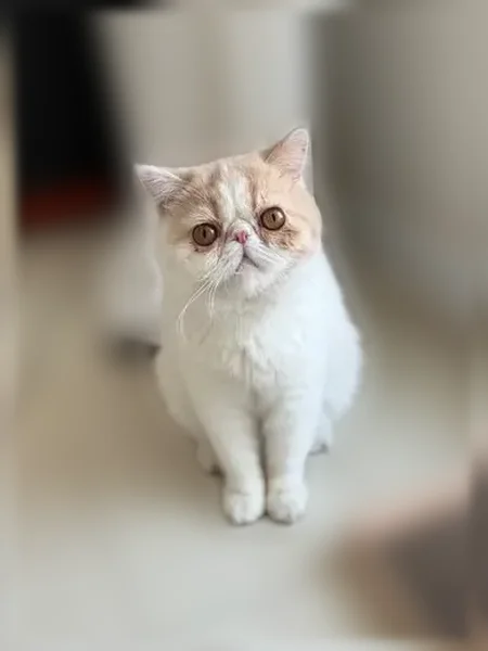 Пропала кошка, Сельсовет Ширинский, Ширинский район — короткошёрстная экзот, белая с персиковыми пятнами - photo