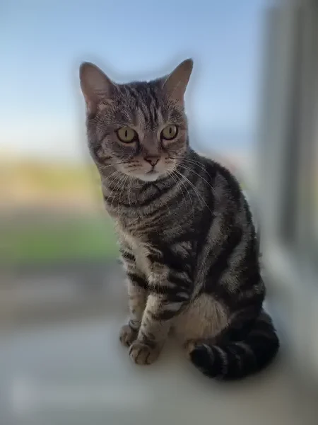 Пропала кошка, Куйбышев - шотландский скотиш страйт, улицы не знает - photo