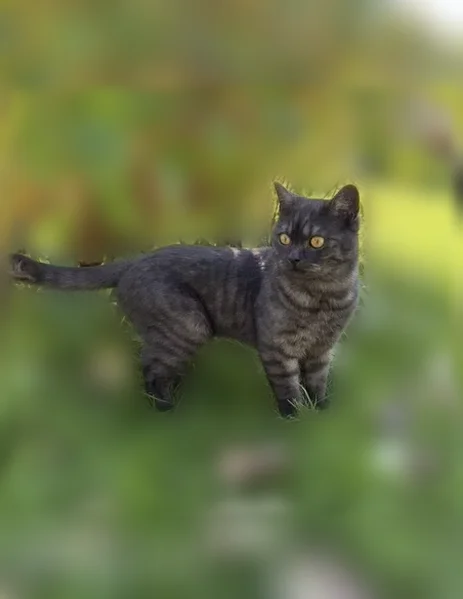 Пропала кошка, Ново-Октябрьская, Нерехта — шотландский кот, 2 года, кастрирован - photo