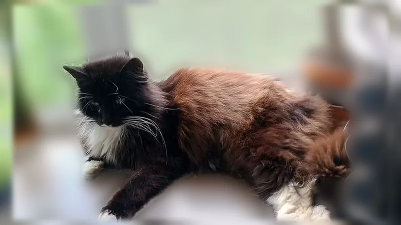 Пропала кошка, Рабочий поселок Вычегодский (г Котлас), Серегина, Котлас - photo