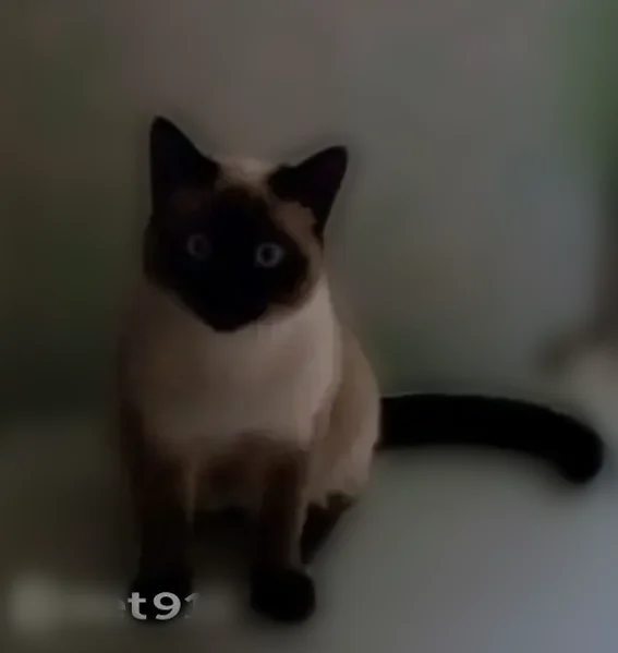 Пропала кошка, Село Чемал, Чемал — кот Симба, 3 года, глаза косят - photo