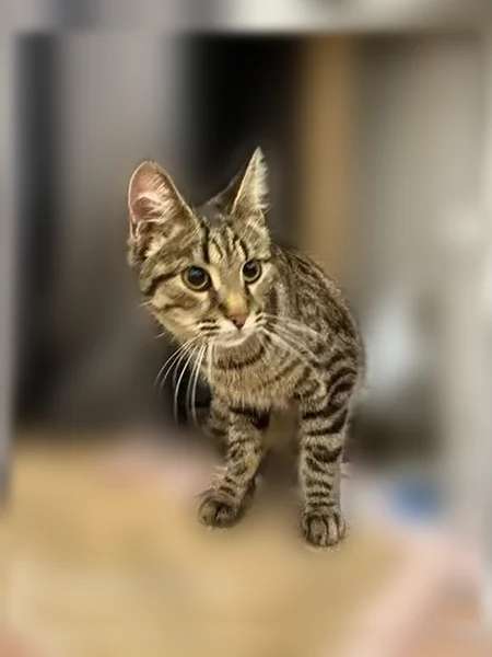 Найдена кошка, Район Кировский (г Уфа), Софьи Перовской, д. 44/2, Уфа — девочка, шпротный окрас, рыжий хвост - photo