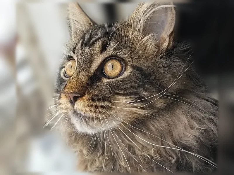 Пропала кошка, Мирный, Ленина, д. 40, Мирный — котёнок 7 месяцев, мейн-кун - photo