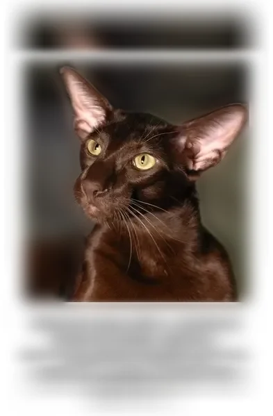 Пропала кошка, Туапсе, Калараша, д. 80 — котик ориентал Маркус, шоколадный окрас, в жёлтой шлейке - photo