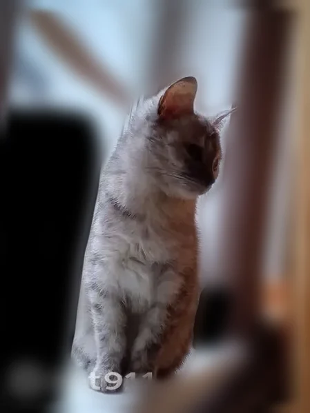 Пропала кошка, Ленина, д. 67, Соль-Илецк — серо-бело-рыжая, чёрный носик - photo