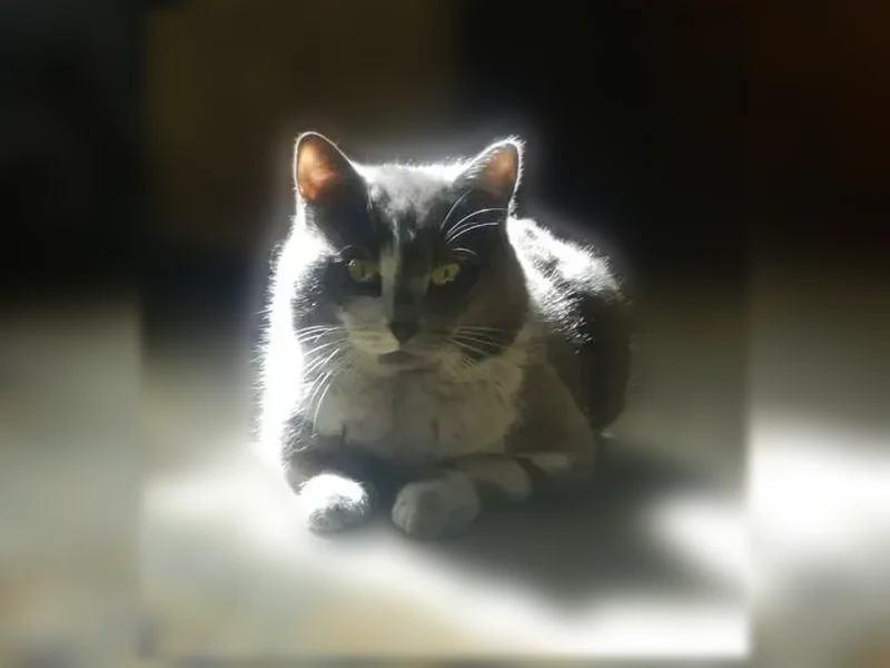 Пропала кошка, Береговая, Прокопьевск - photo