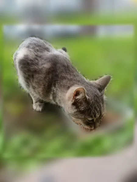 Найдена кошка, Район Кировский (г Уфа), Бакалинская, д. 3, Уфа — серый ласковый котик - photo