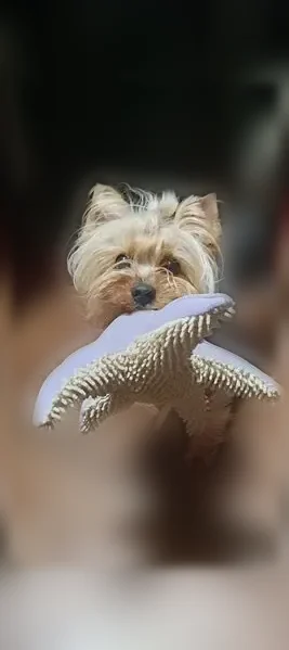 Пропала собака, Кисловодск, Боргустанская, д. 17 — кличка Маркус, 6 лет - photo
