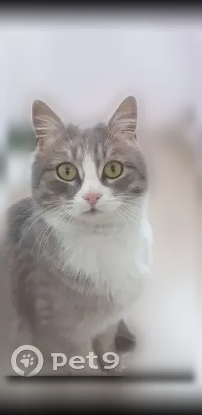 Пропала кошка, им. Полухина, Волгоград — небольшая, серо-белая, с чёрной нижней губой - photo