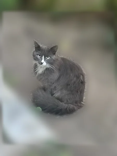 Найдена кошка, Санкт-Петербург - photo