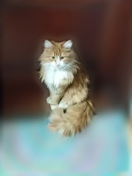 Пропала кошка, Луза, Лесная, д. 25, Луза — рыжий - photo