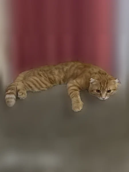 Пропала кошка, Пионерская, д. 14, Тамбов — рыженький ещё котёнок, не ручной - photo