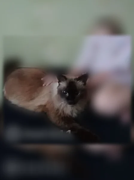 Пропала кошка, Район Сормовский (г Нижний Новгород), Кораблестроителей, д. 2, Нижний Новгород — серая с чёрным, пугливая - photo