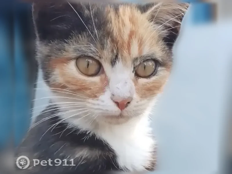 Пропала кошка, Рабочий поселок Токарёвка, Кирова, Токарёвка — трёхцветная, добрая, ласкается - photo