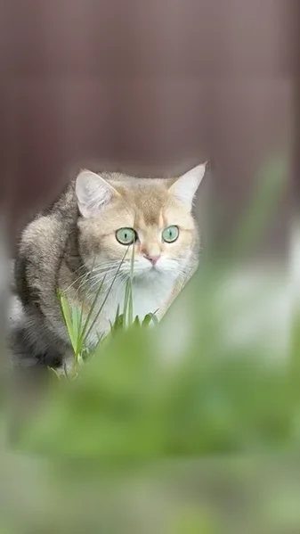 Пропала кошка, Раменское — молодая девочка, откликается на имя - photo