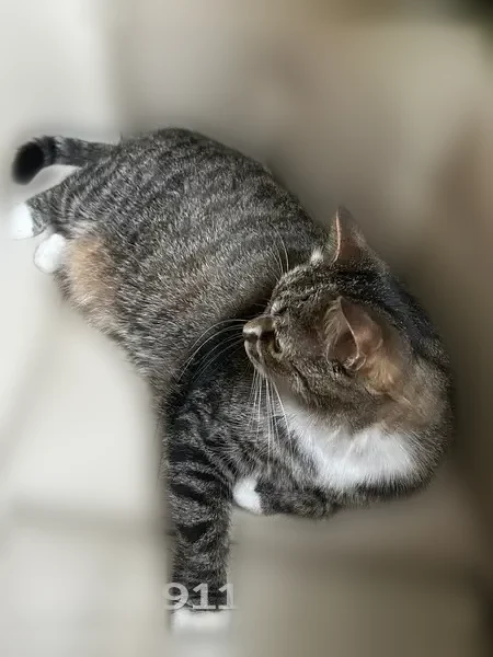 Пропала кошка, Медвежьегорск, Верхняя, д. 51, Медвежьегорск — кот мальчик, отзывается на Филя - photo