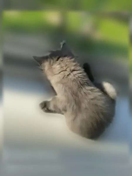 Пропала кошка, Комсомольский проспект, д. 56, Челябинск — котёнок, тёмно-серый окрас - photo