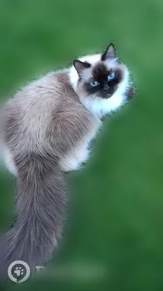 Пропала кошка, Деревня Быльники, Быльники — домашняя, характерная - photo