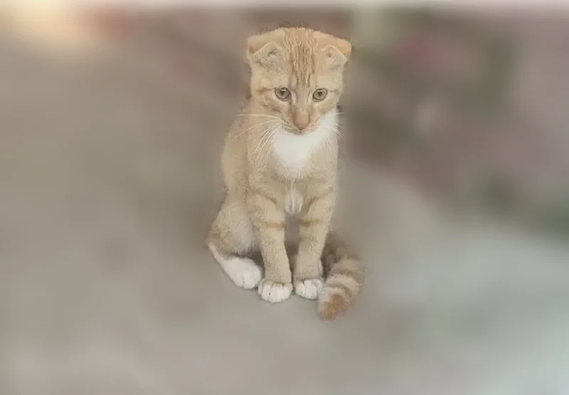 Найдена кошка, Поселок Озерный, Озёрный — рыжая, ласковая, молодой котик - photo