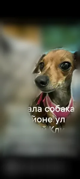 Пропала собака, Кисловодск, Одесская, д. 5, Кисловодск — светло- и тёмно-коричневая шерсть, чёрный ошейник - photo