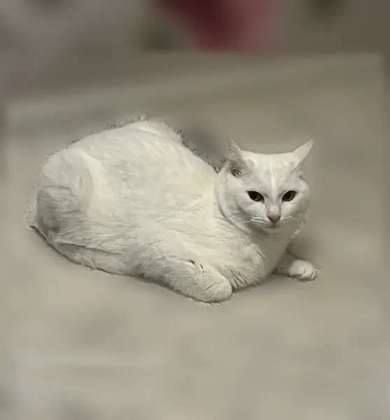 Пропала кошка, Жуковского, д. 14, Нижний Тагил — белая, пугливая - photo