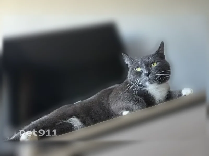 Пропала кошка, Луза, Гоголя, д. 3 — серая, с белыми носочками и воротничком - photo