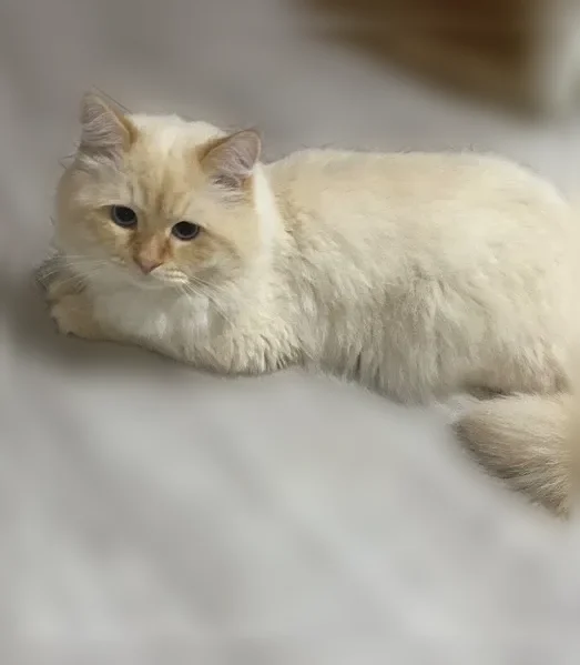 Пропала кошка, Советский, Титова, Советский - photo