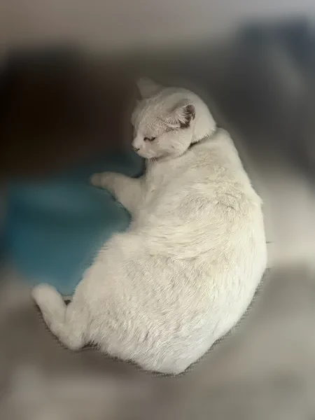 Пропала кошка, Тюмень, Широтная, Тюмень — белая пушистая с жёлтыми глазами, ласковая - photo