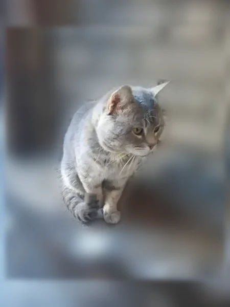 Пропала кошка, Социалистическая, д. 123, Ростов-на-Дону — серый кот, ласковый - photo