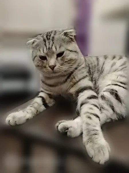 Пропала кошка, Златоуст, Космонавтов, д. 9 — тихая, пугливая - photo