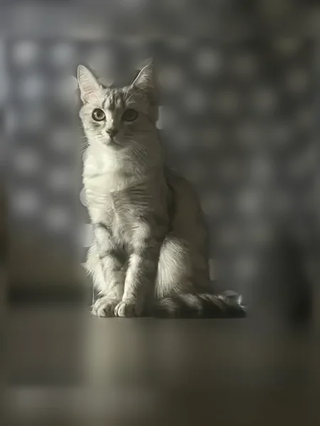 Пропала кошка, Ишимбай, Машиностроителей, д. 20 — жёлтые глаза - photo