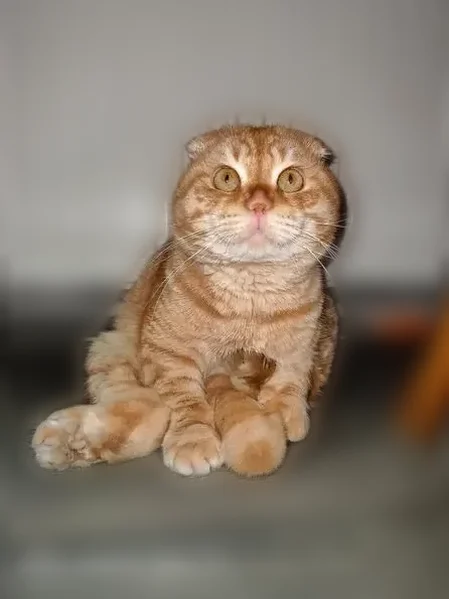Пропала кошка, Майкоп, Школьная, д. 94, Майкоп — веслоухая, плохо прыгает - photo