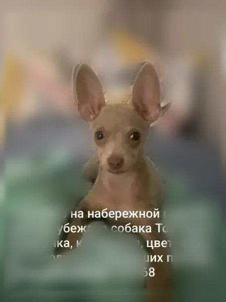 Пропала собака, Район Фрунзенский (г Владивосток), Батарейная, д. 1, Владивосток — девочка той-терьер, клейменая - photo