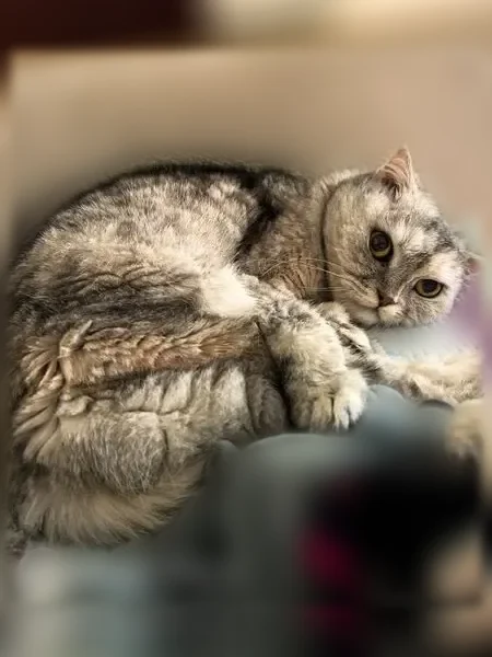 Пропала кошка, Южно-Сахалинск, С.Разина, д. 4, Южно-Сахалинск — 13 лет, худенькая, рыженькие пятнышки - photo