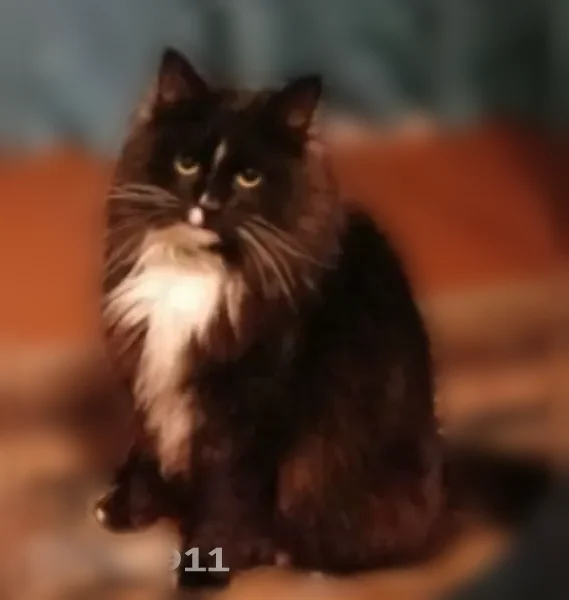 Пропала кошка, Поселок Новый Поселок, Лесная, д. 51 — пушистый кот, аллергик - photo