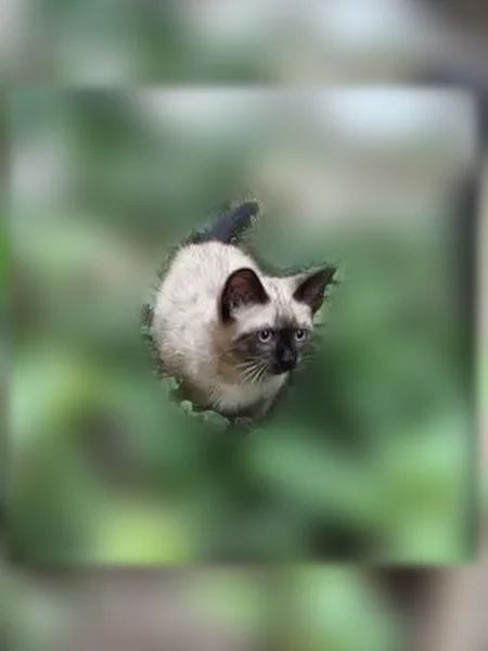 Пропала кошка, Таганрог, Розы Люксембург, д. 26 — сиамский кот, 3 месяца - photo