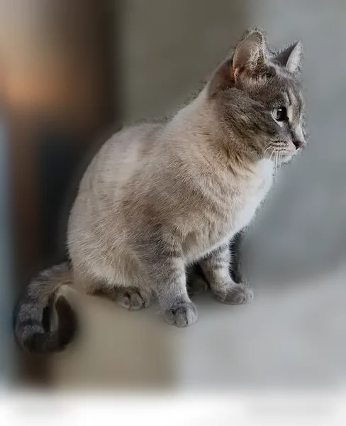Пропала кошка, Село Подстепки, Березовская, д. 3, Подстёпки — снежный окрас, голубые глаза, Тигри - photo