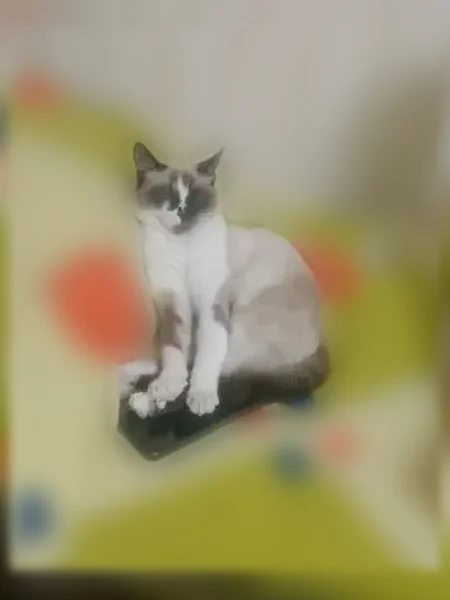Пропала кошка, Симферополь, Виноградная, д. 20 — похожа на сиамку, стерилизована - photo
