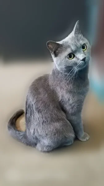Пропала кошка, База отдыха 