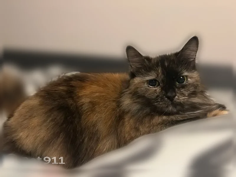 Пропала кошка, Костомукша, Ауринко, д. 12, Костомукша — трёхцветная кошечка, идёт на ручки - photo