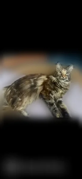 Пропала кошка, Сургут, Дмитрия Коротчаева, д. 44, Сургут — 1 год, очень пугливая - photo
