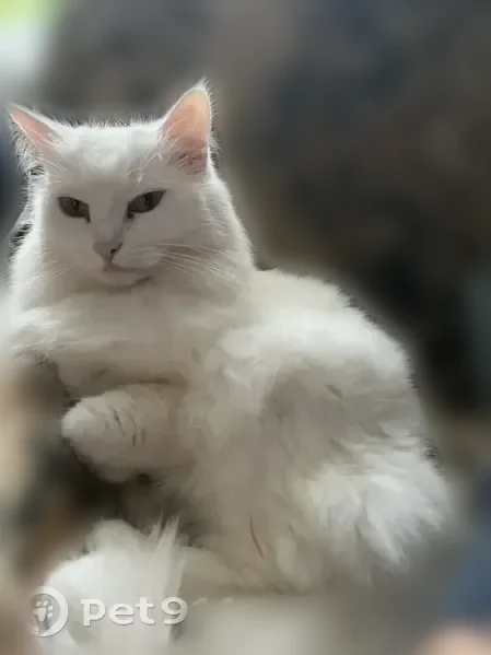Пропала кошка, Елец, Юбилейная, Елец — пушистая, белая кошка с зелёными глазами - photo