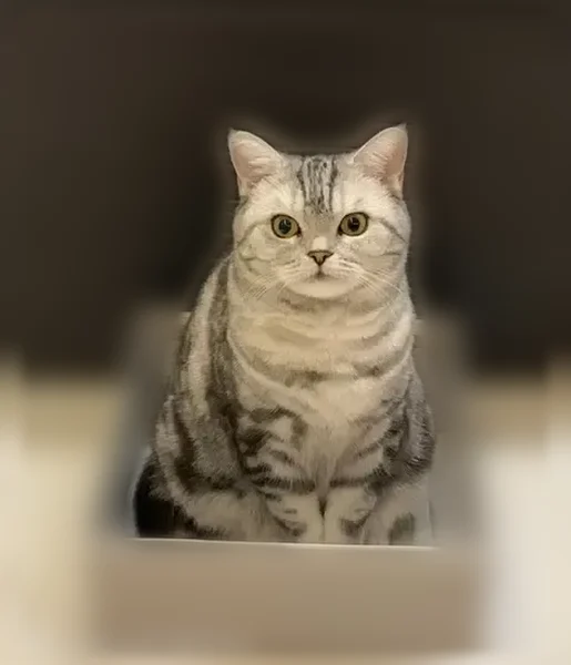 Пропала кошка, Средне-Садовая, Самара — ласковая, привыкшая к рукам - photo