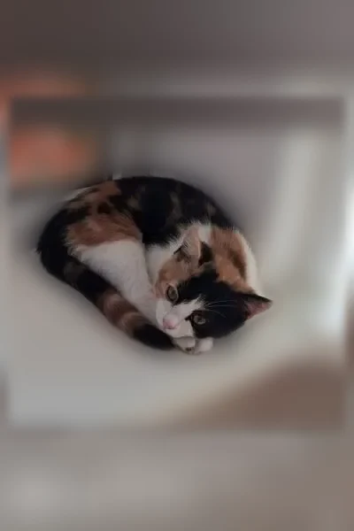 Пропала кошка, Маршала Кошевого, Волгодонск — ласковая, 4 месяца - photo