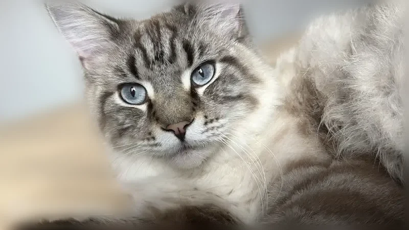 Пропала кошка, Краснодар — белый окрас и серый цвет на спине - photo