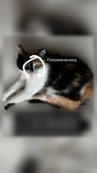 Пропала кошка, Магницкого, д. 1 1, Чебоксары — домашняя, боится всего - photo